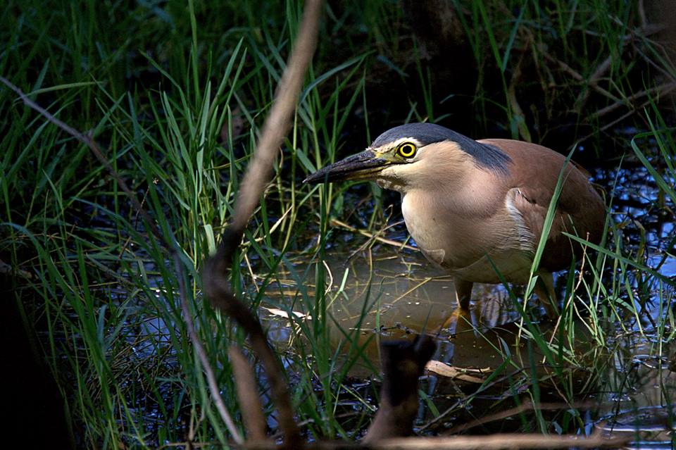 Urban bushland and wetlands
