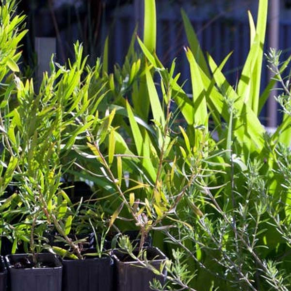 Perth Native Plant Nurseries
