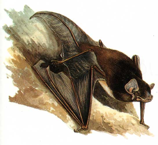 Bats on Our Doorstep