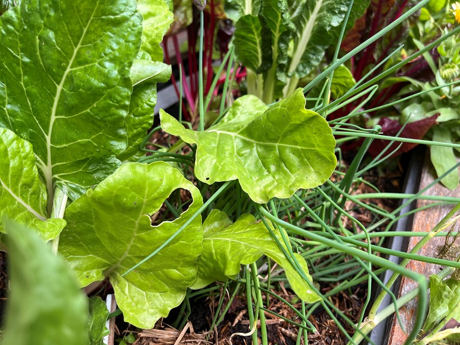 How to Heat Proof Your Garden
