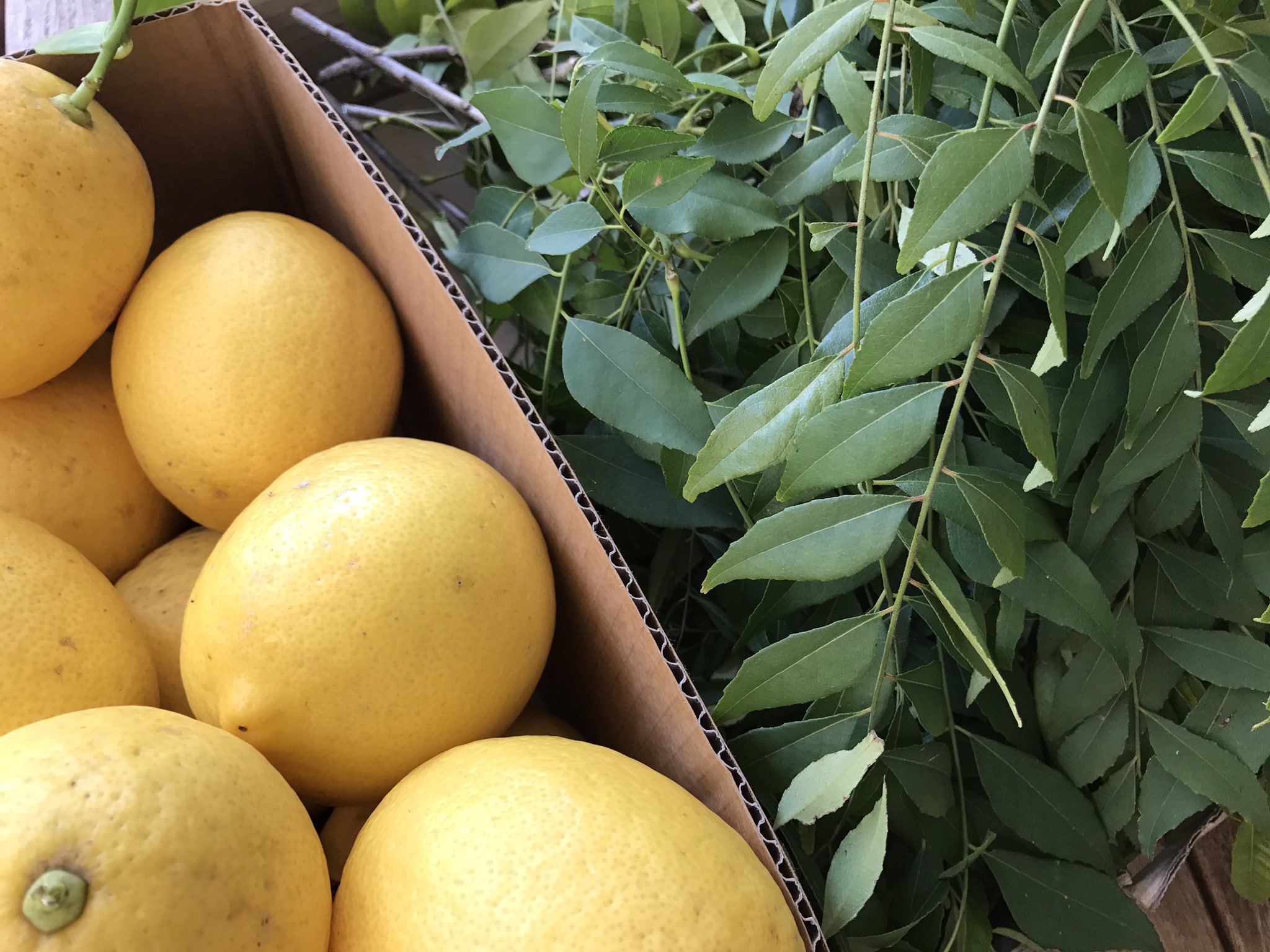 A community produce swap at EnviroHouse