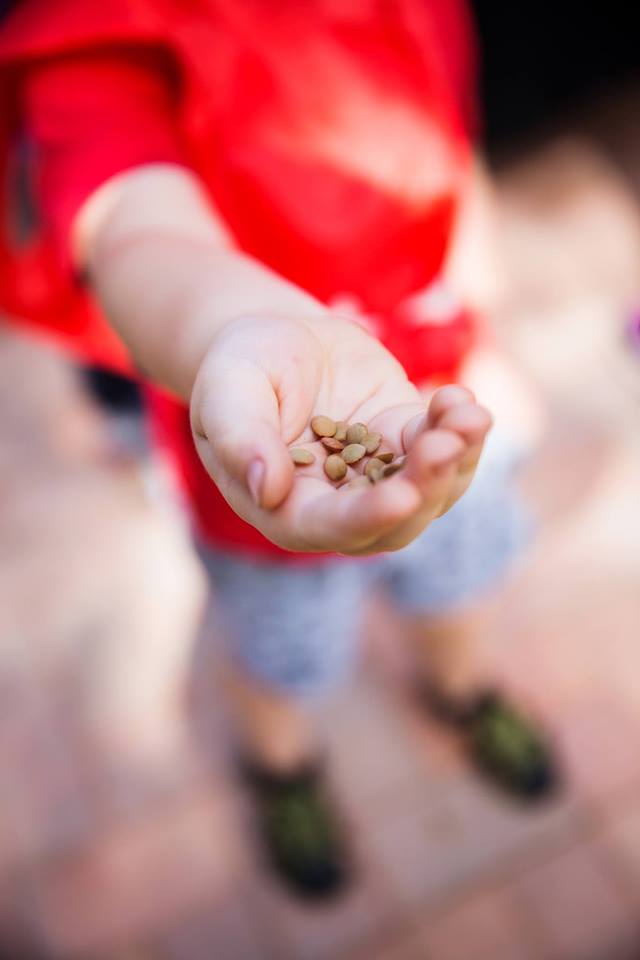 Sharing spare seeds at the event