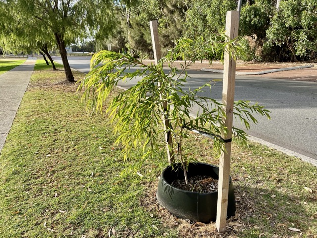 Street Tree Love