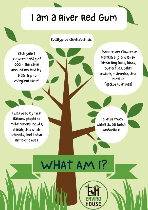 Example Tree Love poster titled "I am a River Red Gum", with speech bubbles sharing facts about the tree