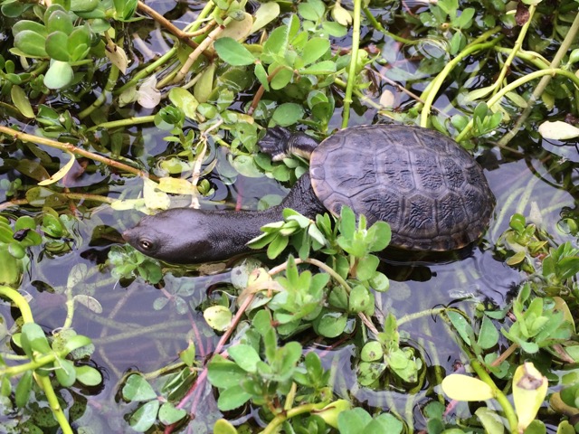 A Southwest Snake-necked Turtle hatchling swimming among plants in a wetland