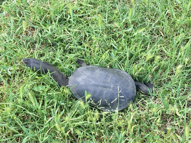 A Snake-necked Turtle on the move through grass