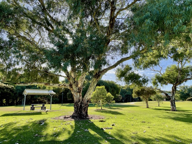 Tree canopy at Riverside Gardens