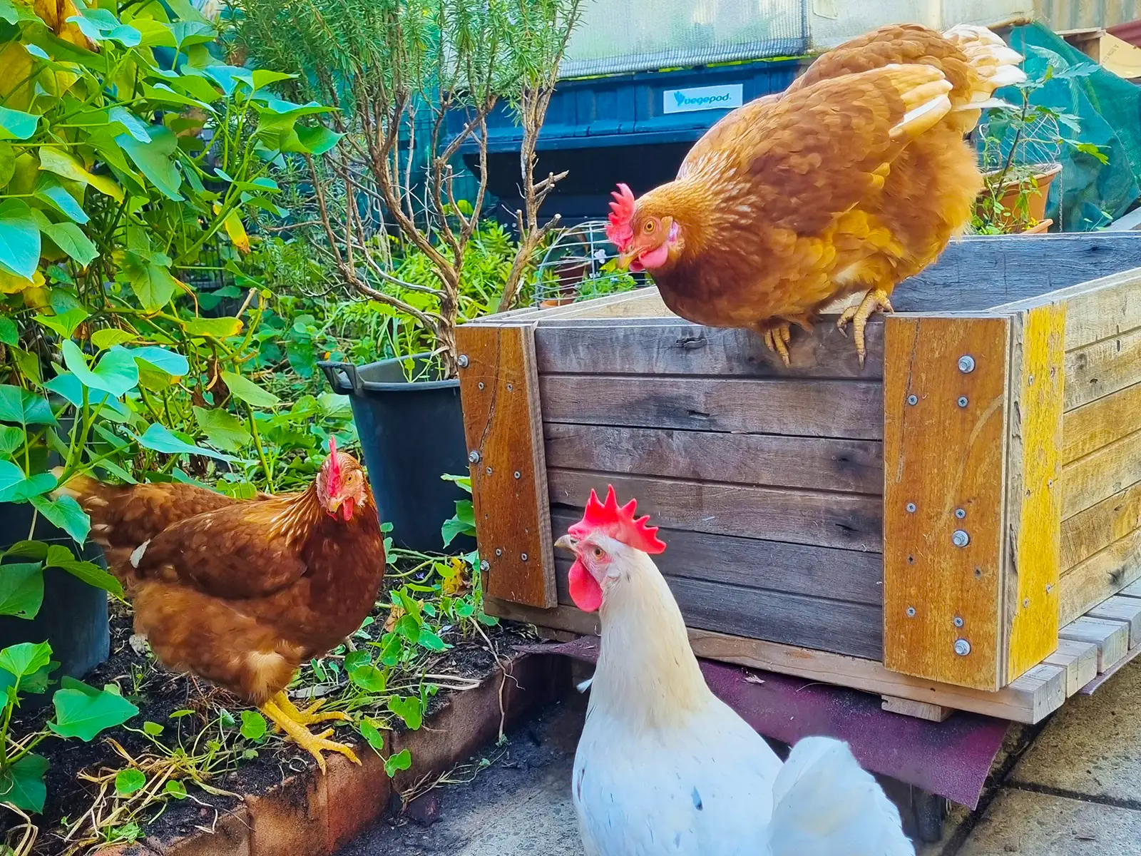 Chooks in the garden at Environment House