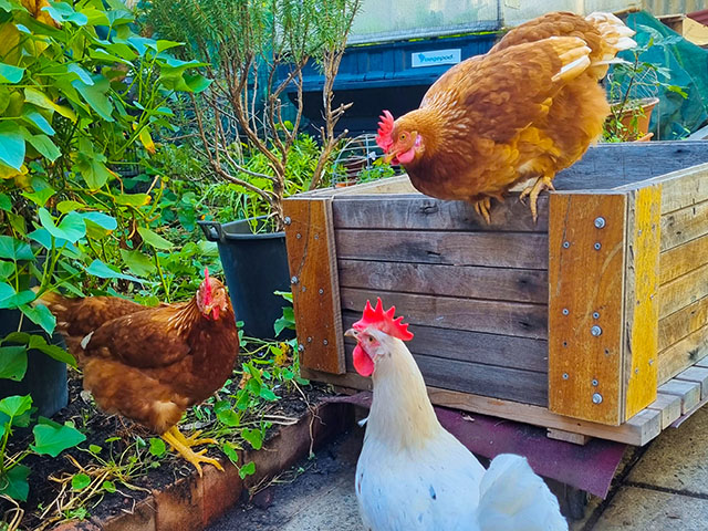 The EnviroHouse hens having a chat