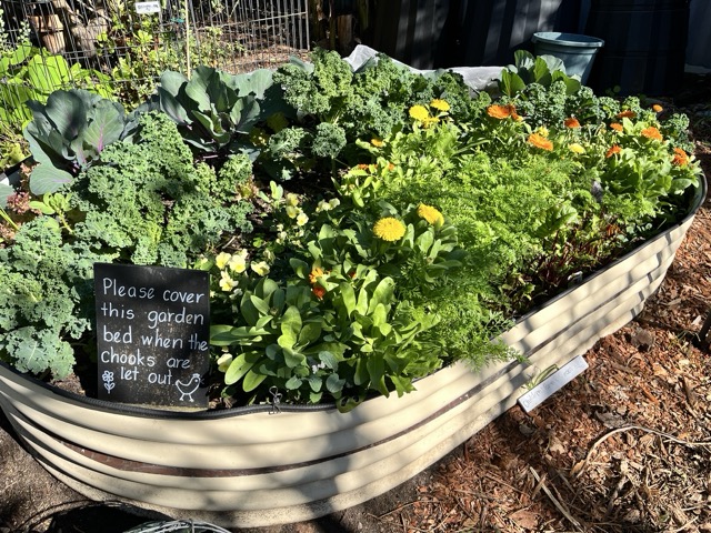 Produce growing in the EnviroHouse garden